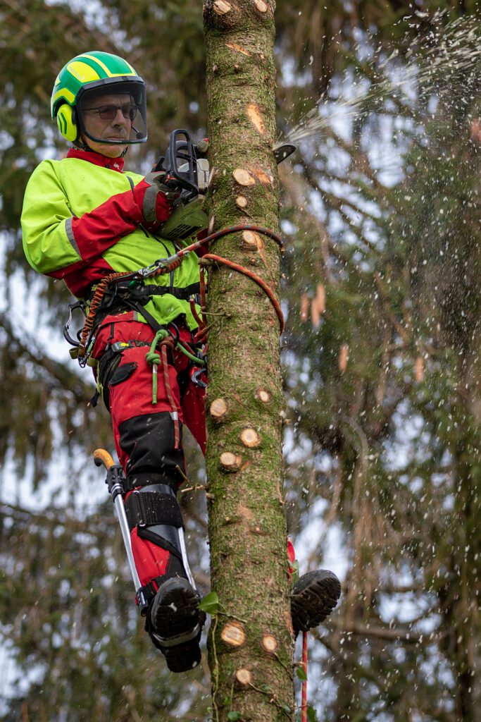 Baumfällungen und Baumpflege – per Seilklettertechnik