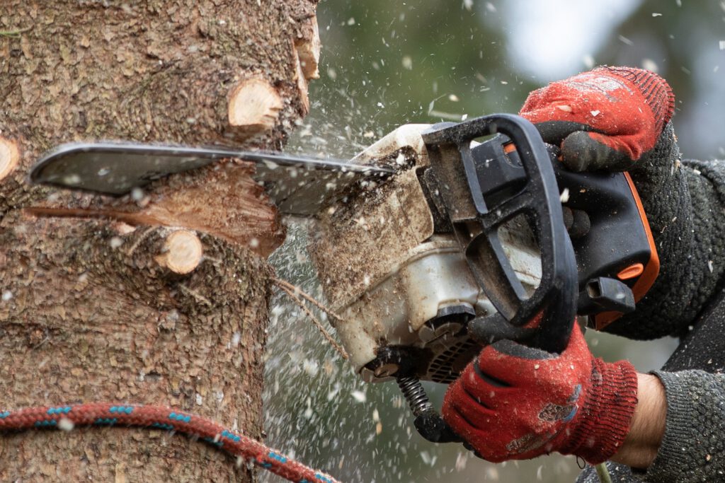 Baumfällungen und Baumpflege – per Seilklettertechnik